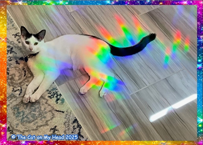 rainbow cat art A white and black cat lies beneath a rainbow created by a snowflake-shaped, prism, window decal creating art.