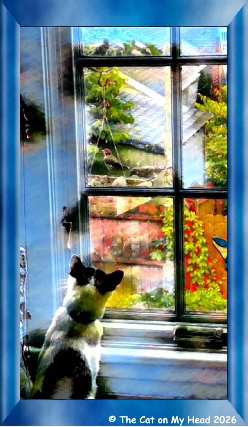 Caturday Art An art rendering of a black and white kitten staring out a window at two sparrows on a bird feeder.