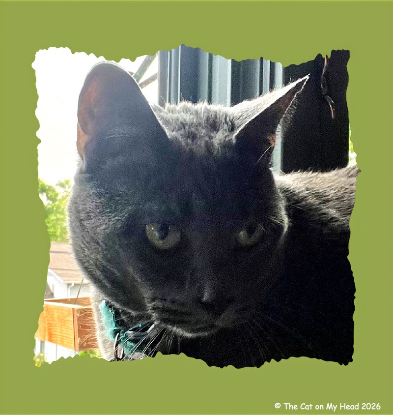 A beautiful selfie of a super meowdel grey cat with green eyes.