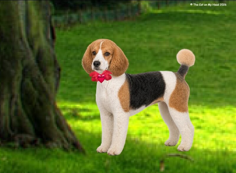 A peagle (half poodle, half beagle) from a limerick by Periwinkle and Stinky. 