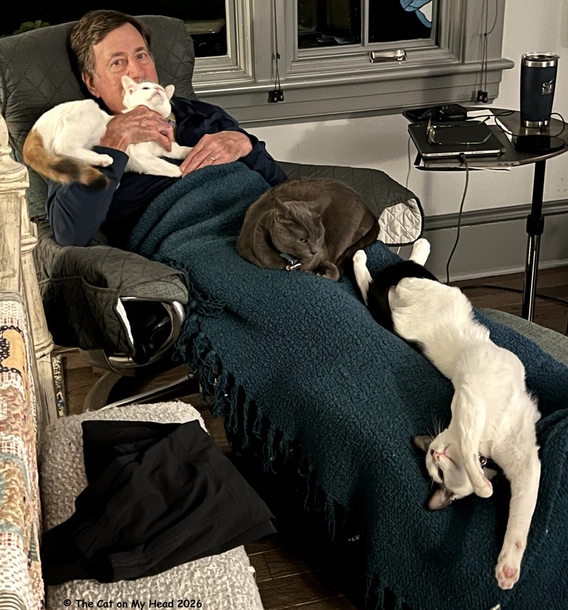 Kitties Blue Memorial Day 2026 Man with two kittens and one cat sprawled on his lap.