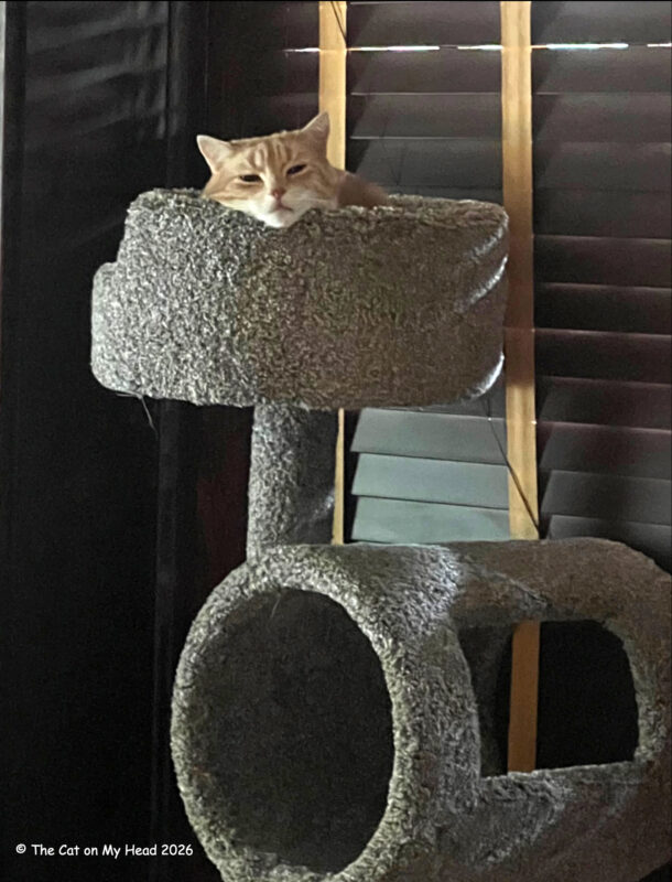 A pale orange and cream-colored tabby is all by himself at the top of a cat tree tower.