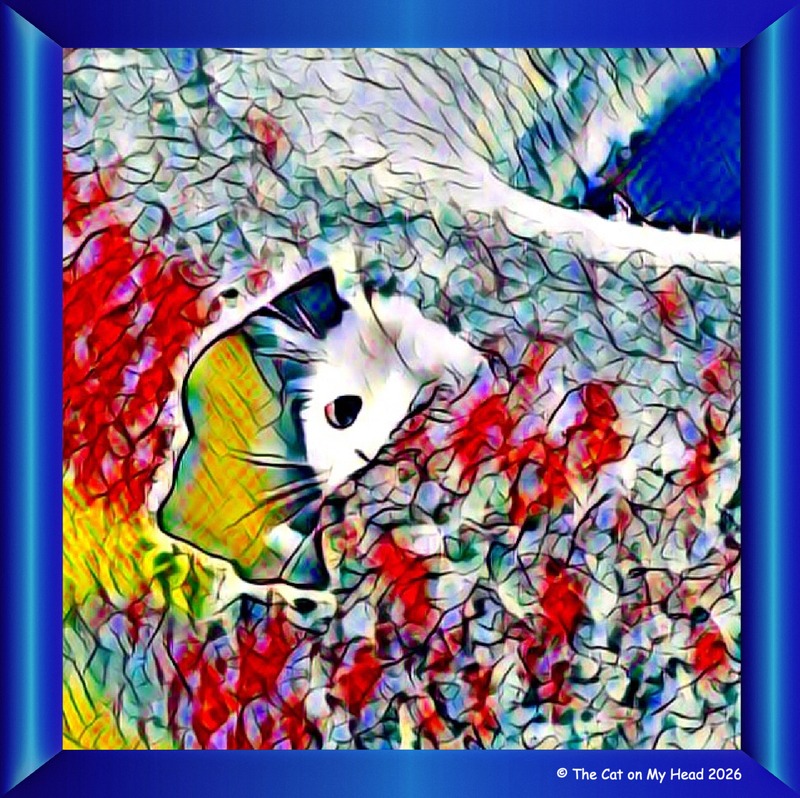 peek-a-boo art A white cat playing peek-a-boo in a Cattasaurus with a colorful art effect added.