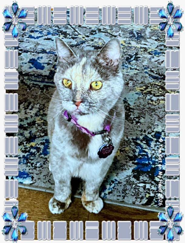 Photo of a dilute tortoise shell cat with golden eyes showing off her "good cat" selfie.