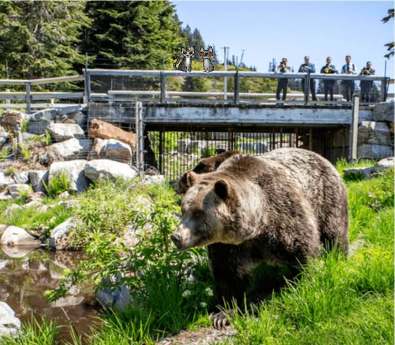 Two cartoon tabby cats watching grizzly bears, Coola and Grinder, at the Grouse Mountain Refuge for Endangered Wildlife in Vancouver, British Columbia.