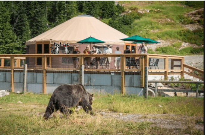 Two cartoon tabby cats watching a grizzly bear from the deck of the Grouse Mountain Grizzly Lookout Cafe in Vancouver, British Columbia.