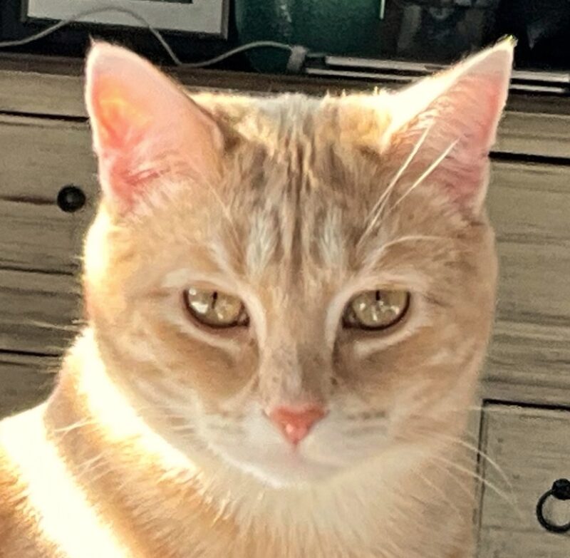 Ginger tabby cat selfie.