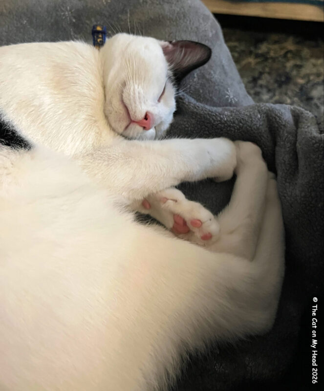 toe beans friends White and black cat showing off pink toe beans.