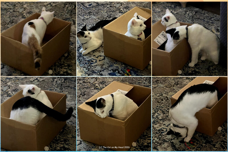 Collage of two kittens enjoying a box on International Box Day 2026.