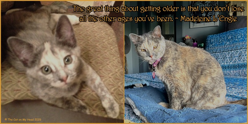 Awww Mondays birthday A dilute tortoise shell cat celebrates her birthday with a Spark from Madeleine L'Engle and a current photo of herself and one as a kitten for Awww Mondays.