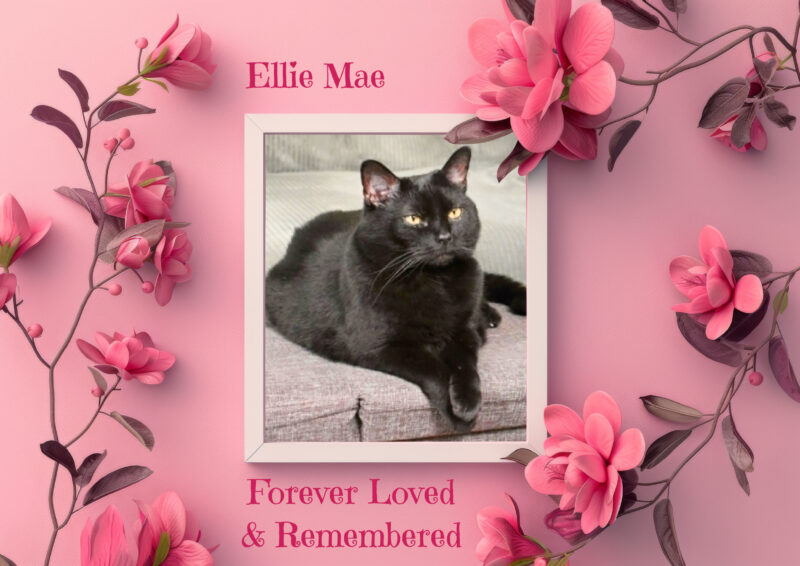 Black cat surrounded by a pink border with pink flowers and the words, "Ellie Mae Forever Loved & Remembered."