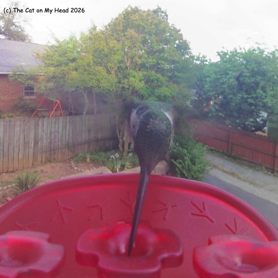hummer twins A hummingbird (hummer) at a feeder.