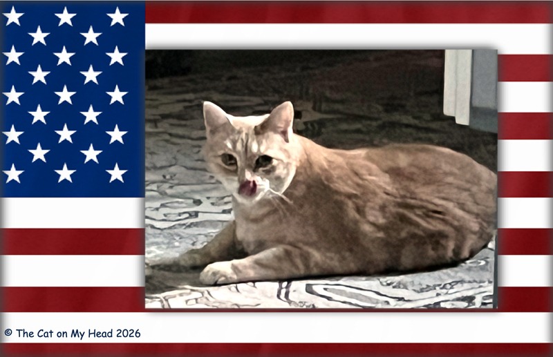 ELUSIVE CAT A elusive peach and cream colored cat with his tongue out and framed in an American flag graphic for Flag Day.