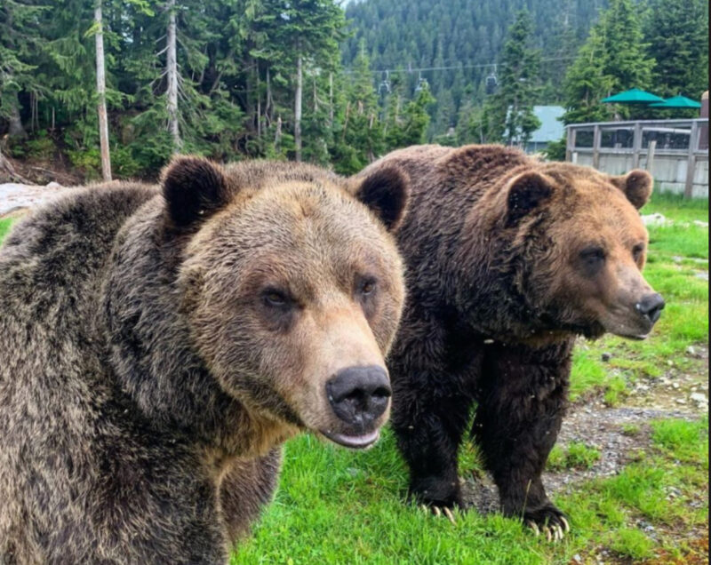 Grizzly bears, Coola and Grinder, at the Grouse Mountain Refuge for Endangered Wildlife in Vancouver, British Columbia.