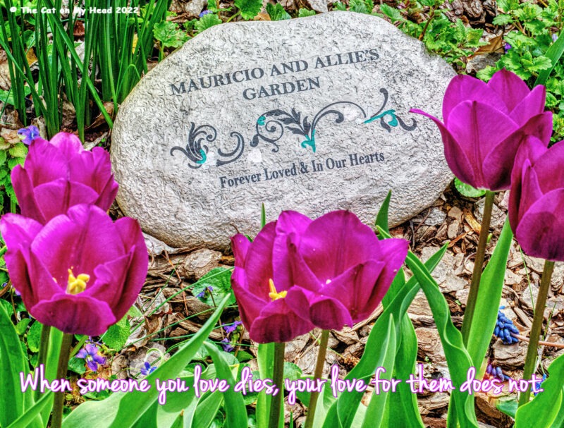 A stone plaque in a garden with tulips and the words, "Mauricio and Allie's Garden Forever Loved & in our hearts."