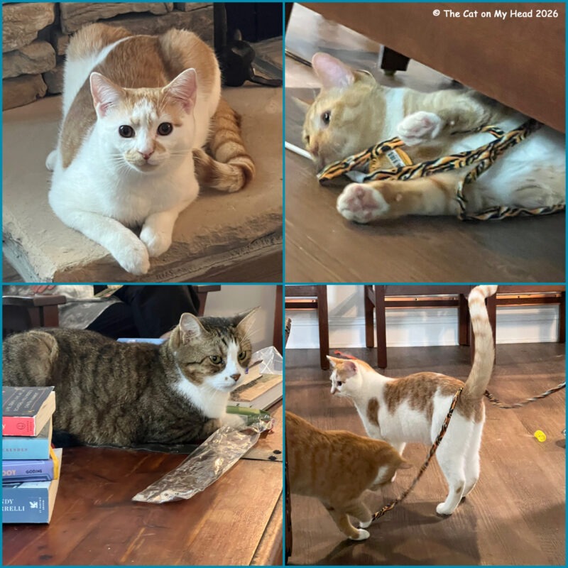 A collage with three handsome cats: a ginger and white tabby, a ginger tabby and a white and brown tabby.