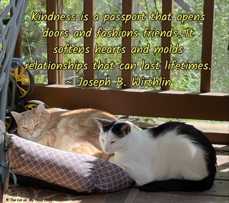 A peach-colored tabby cat and a white and black kitten snuggle tiger and share a Spark from Joseph B. Wirthlin, "Kindness is a passport that opens doors and fashions friends. It softens hearts and molds relationships that can last lifetimes."