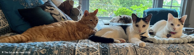 A ginger tabby cat, a white and black kitten, a white and calico kitten and a dilute tortoise shell cat on a bed are three's a crowd plus one.