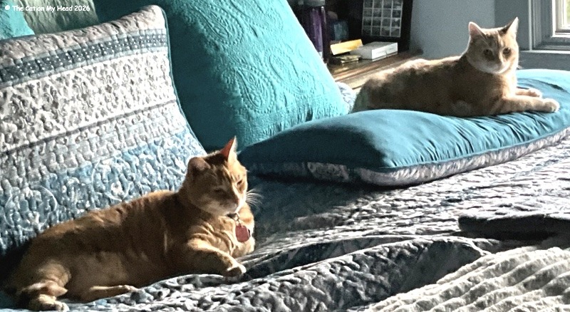 two gingers chillin' together on a king-sized bed