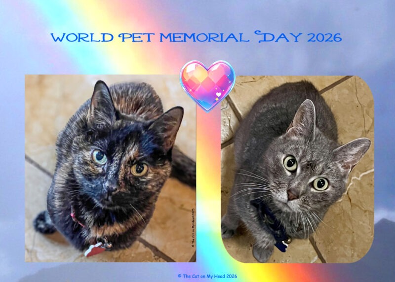 Poster for World Pet Memorial Day 2026 with a tortoise shell cat and Manx grey tabby cat that have gone to the Rainbow Bridge.