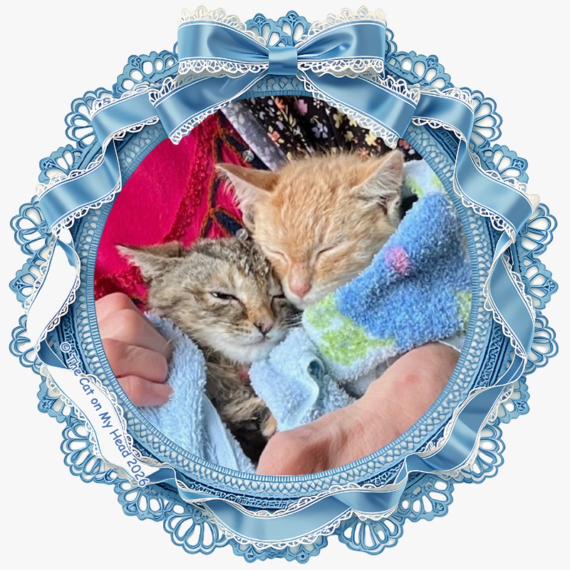 Photo of two tiny kittens wrapped in a towel and surrounded by a blue lace and ribbon frame.