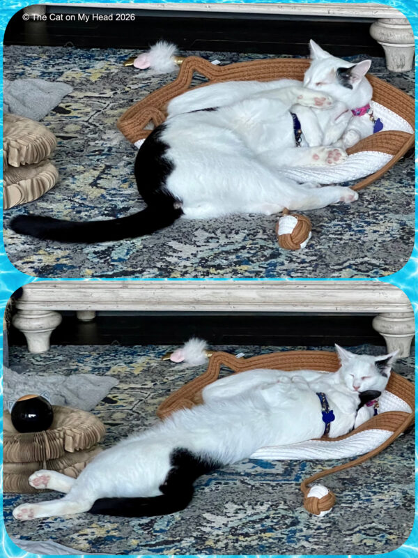 Life is good: Two kittens cuddling.
