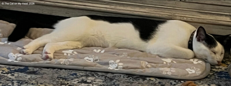 Rywell Pet Cooling Mat review White and black kitten sprawled on a Rywell Pet Cooling Mat.
