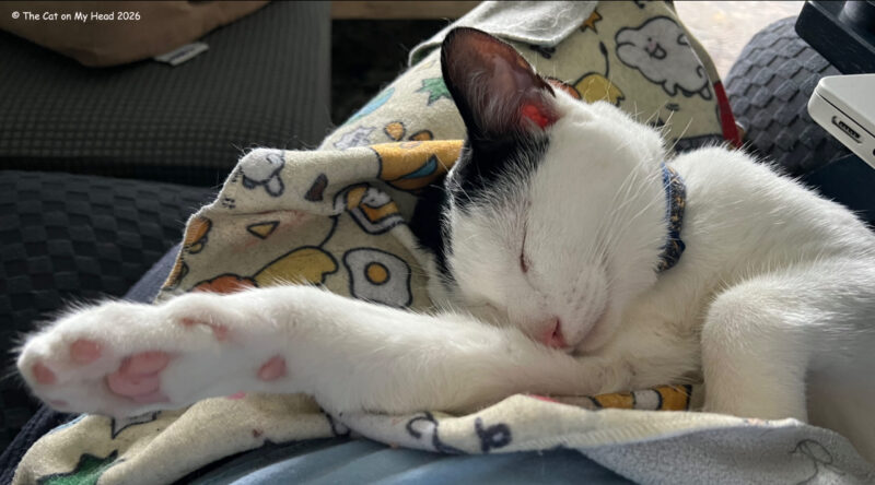A sleeping white and black kitten showing off his pink tor beans.