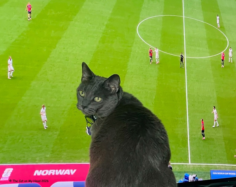 A grey cat with a bewildered look on her face as if to say, "explain this" sits in front of a tv playing a soccer game.