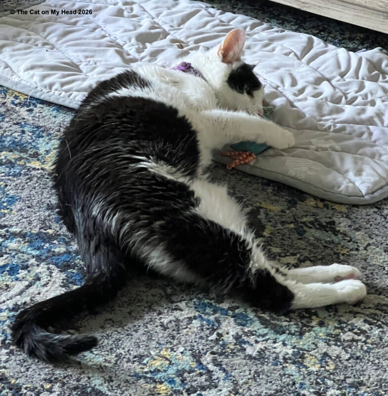 Rywell Pet Cooling Mat review Black and white cat with upper body on a Rywell Pet Cooling Mat.