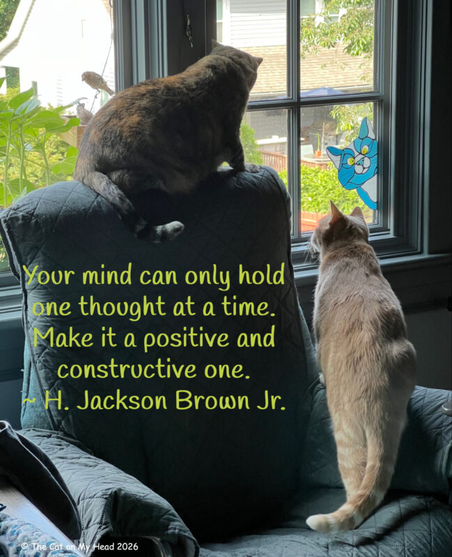 Two cats watching birds through a window overlaid with a quote from H. Jackson Brown, Jr., "Your mind can only hold one thought at a time. Make it a positive and constructive one."