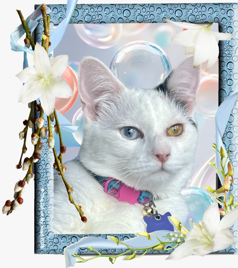 Bi-eyed, white and calico kitten sharing a growing up selfie in a blue frame with white flowers. 