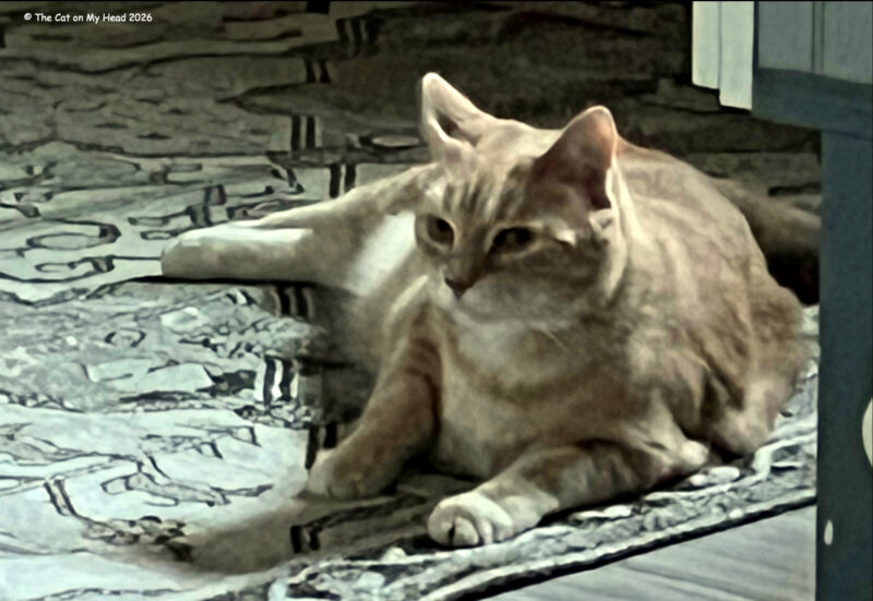 Blurry photo of a peach and cream colored tabby cat.