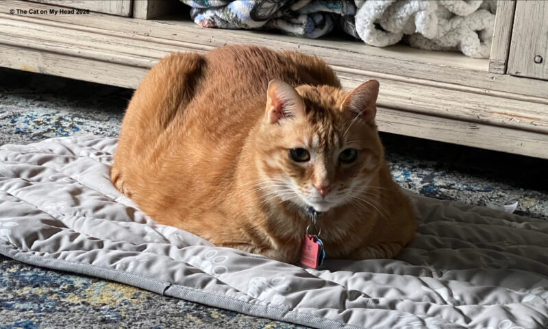 Rywell Pet Cooling Mat review Orange tabby cat loafing on the Rywell Pet Cooling Mat.
