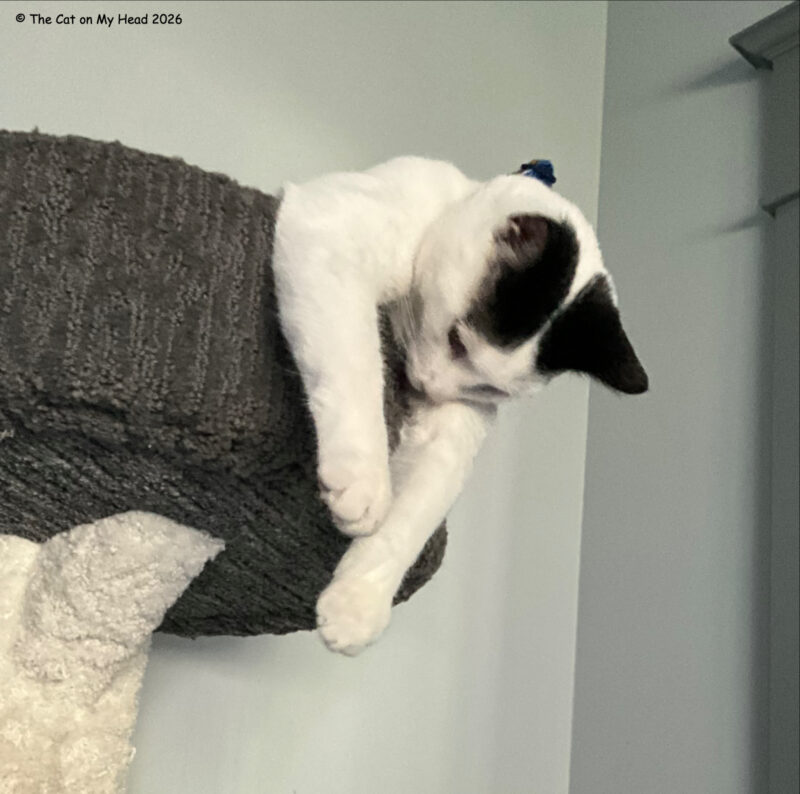 double dangle White and black cat in a second version of a double dangle from the top of a cat tree.