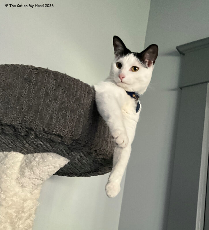 White cat with black ears doing a double dangle from the top of a cat tree.