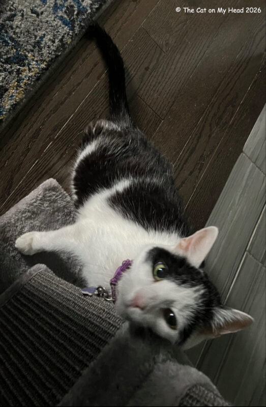Tuxie cat rubbing her cheek against a cat scratcher.