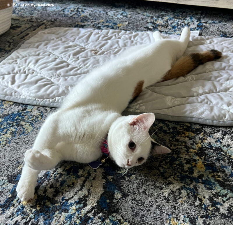 Rywell Pet Cooling Mat review White and calico kitten sprawled on a Rywell Pet Cooling Mat.