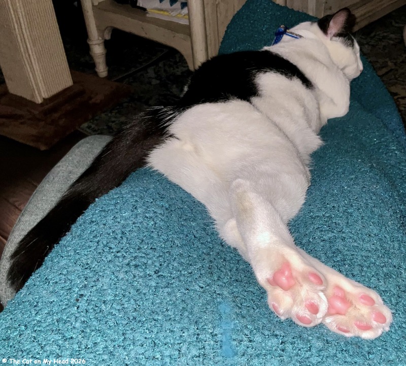 toe beans spark White and black cat stretched out and showing his pink toe beans on his back paws.