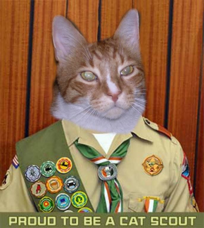 Ginger tabby cat Cat Scout.