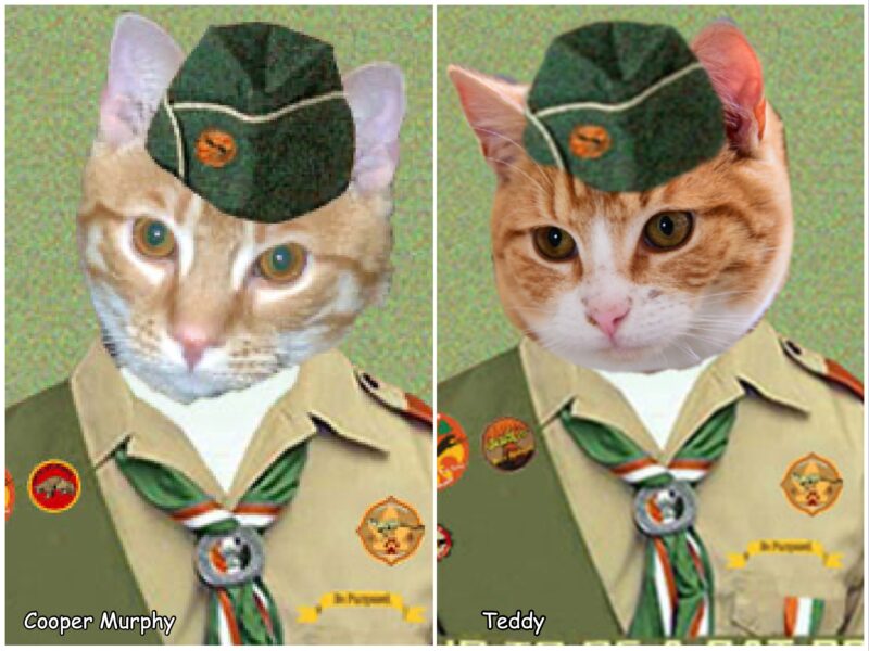 Two ginger tabby Cat Scouts.