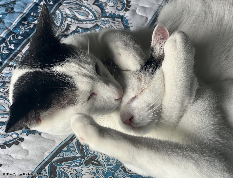power wash Two kittens intertwined, one giving the other a power wash (bath).