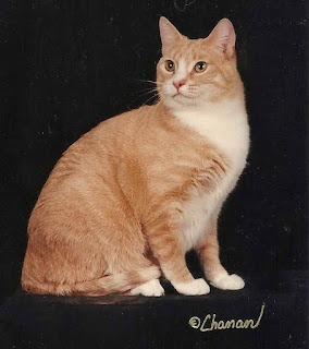 Ginger tabby cat portrait.