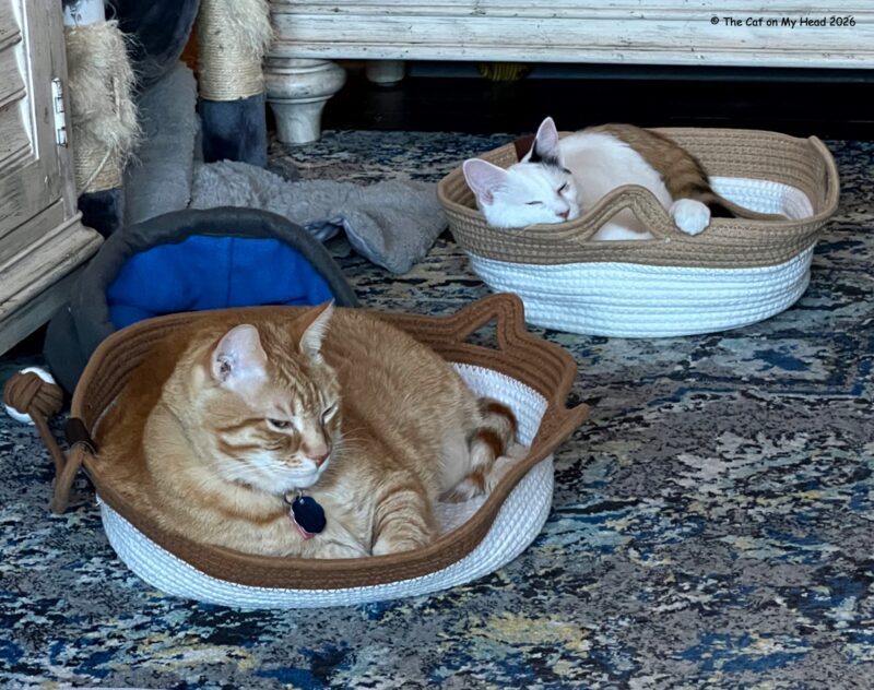 Two cats, one large and one small, in appropriate-sized cat beds.