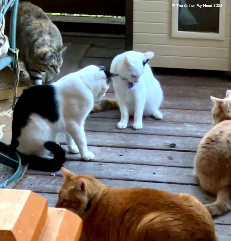 CICADA CATS Four cats observing a cicada while one cat cannot be bothered.