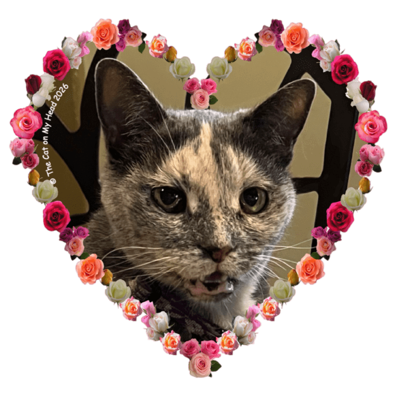 HEART FLOWERS A dilute tortoise shell cat selfie in a flowered, heart-shaped frame.