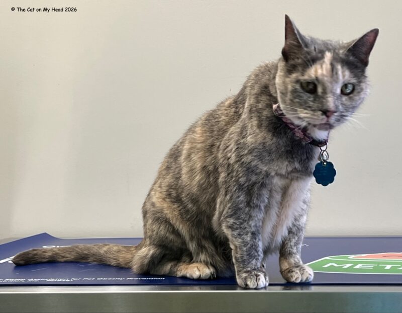 A dilute tortie cat sitting on the exam table at the vet.