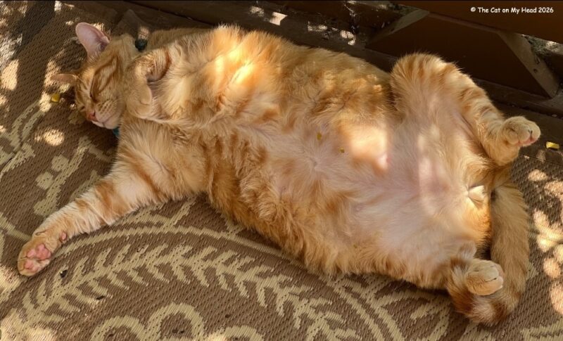 A large ginger tabby cat is shameless lying on his back with his belly exposed.