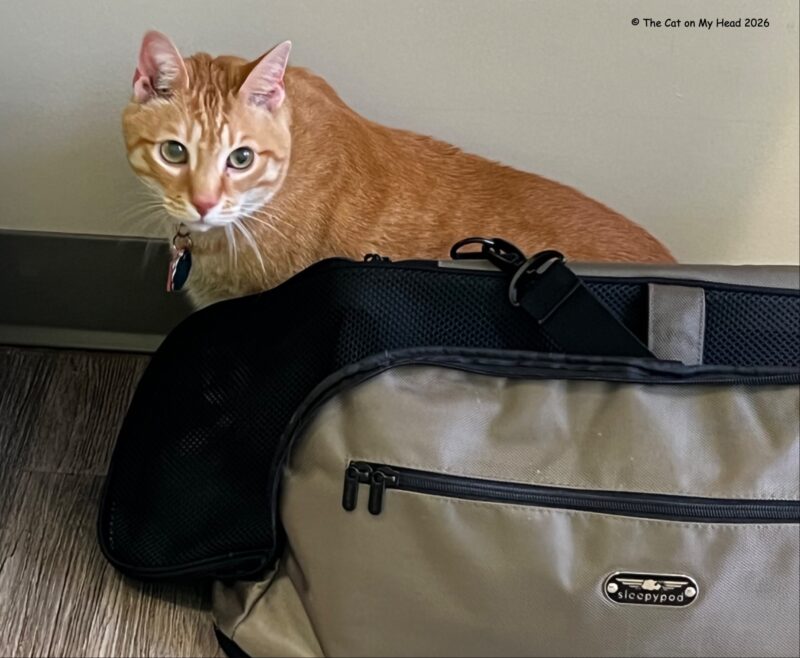 A ginger tabby sitting behind a PTU at the vet. 
