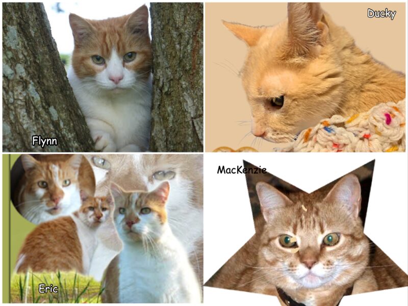 Collage of ginger tabby cats.